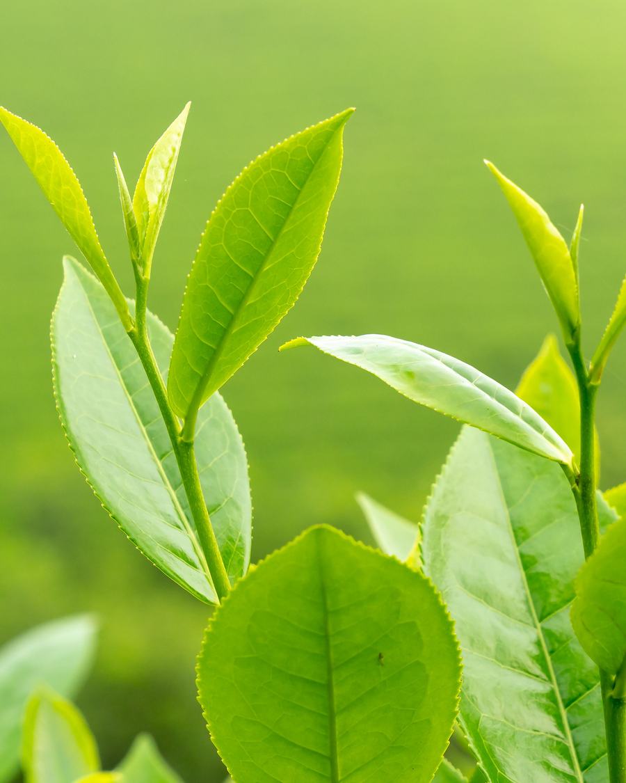 Green tea leaves